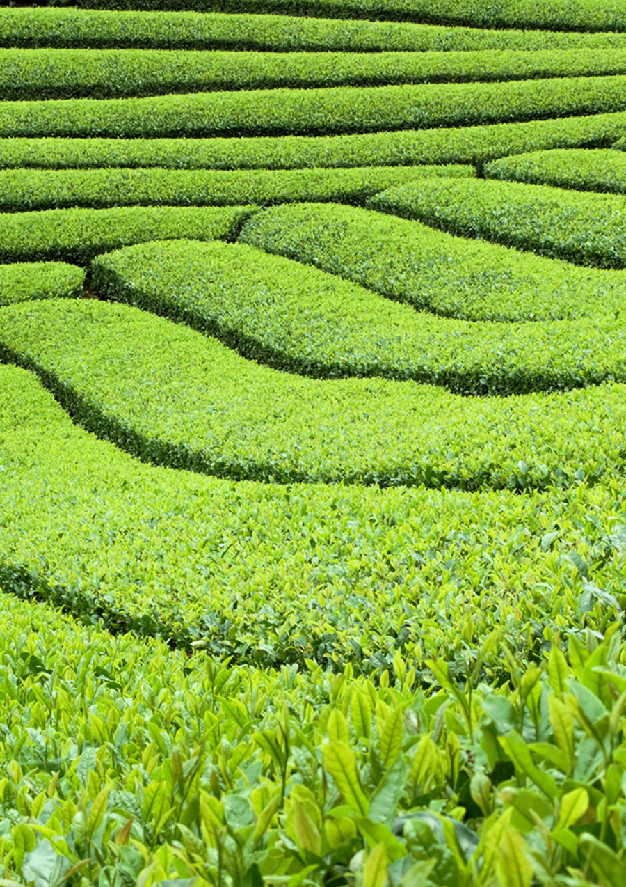 茶どころが知る、本当のお茶のおいしさ