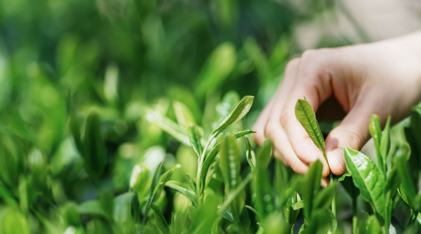 テトテの茶葉は、京都・京田辺で長年お茶づくりに向き合ってきた老舗茶農家の茶葉のみ
