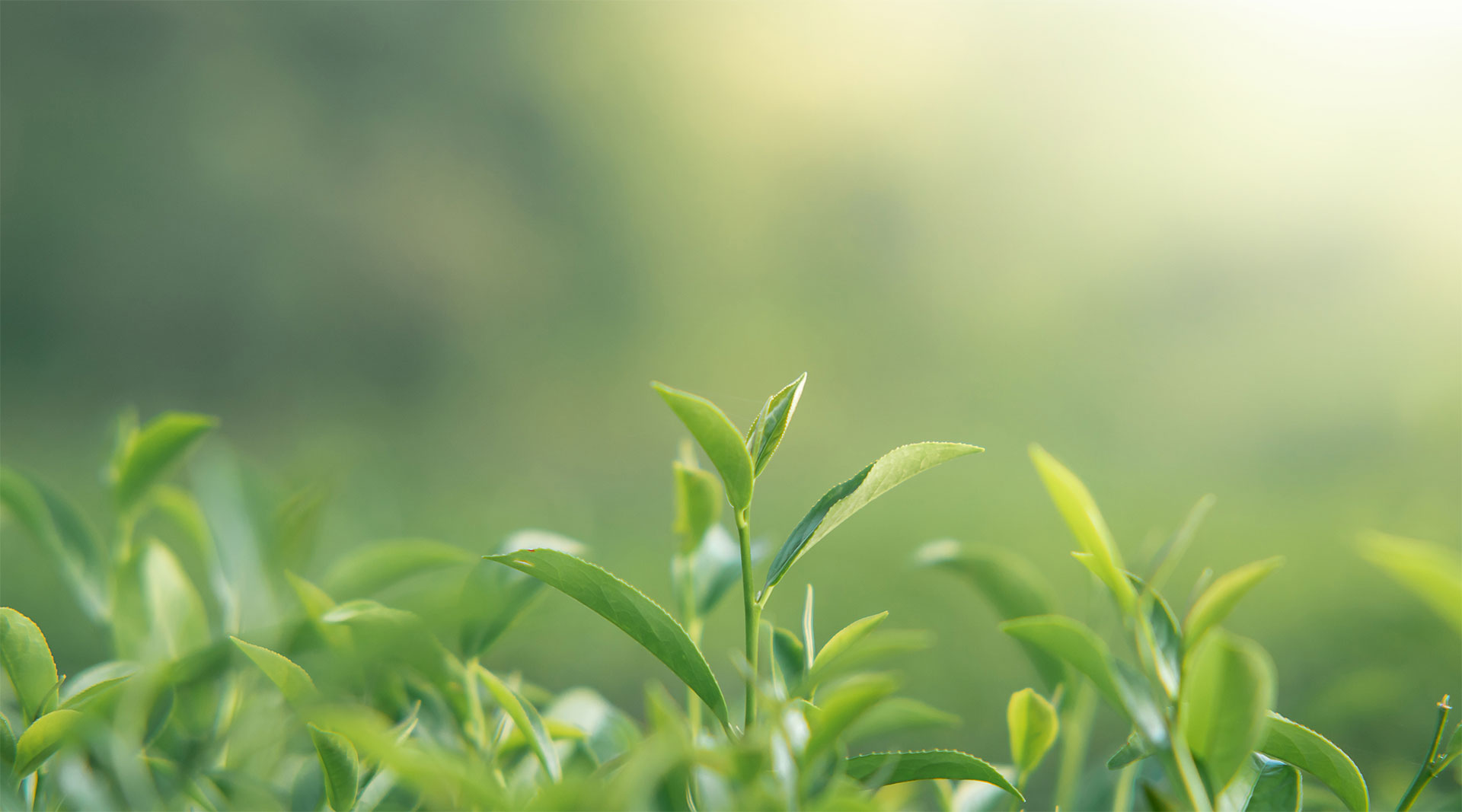 お茶を作る茶農家さんの「手」から、みなさまの「手」へお茶のおいしさを直接お届けする